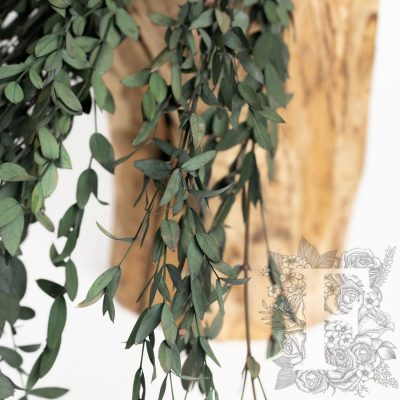 Parvifolia - Bunch