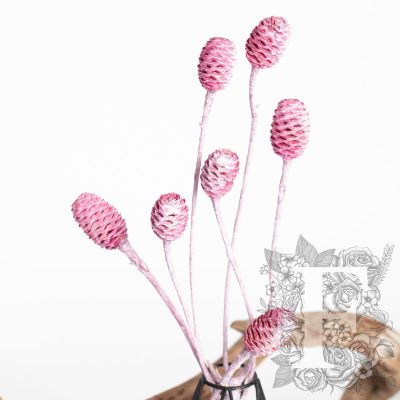 Sabulsom - Branch - 3 stems