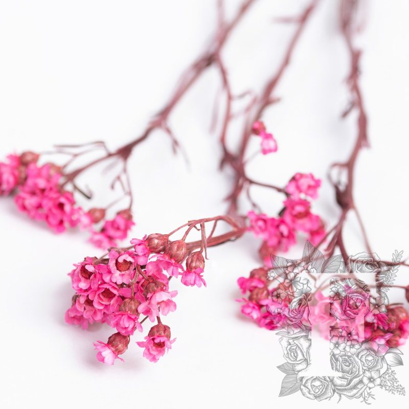 Cerise