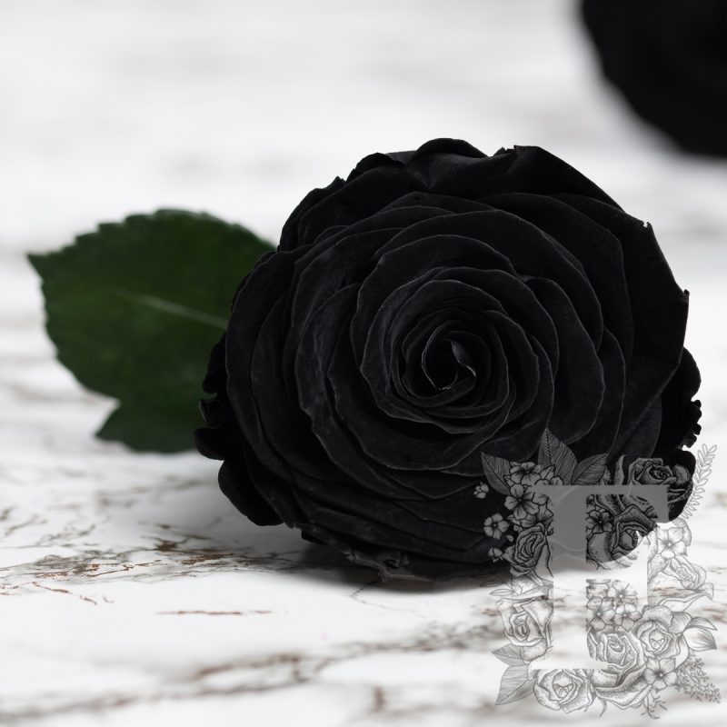 Carbon Black