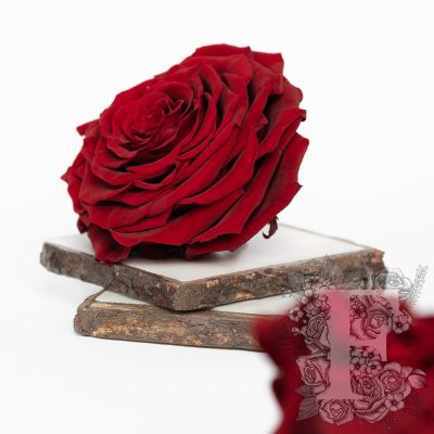 Fora exclusive  roses - Jumbo - Forever red