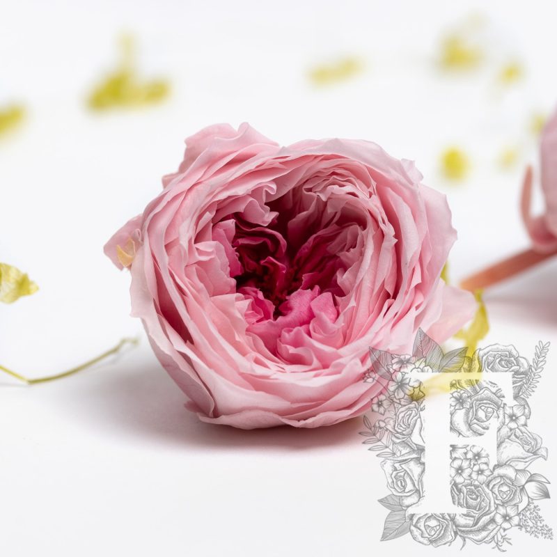 Pink Framboise