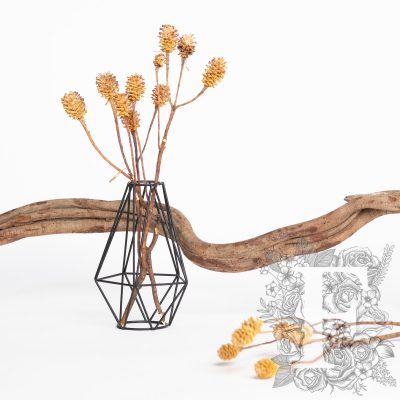 Saligum - Branch - 3 Stems