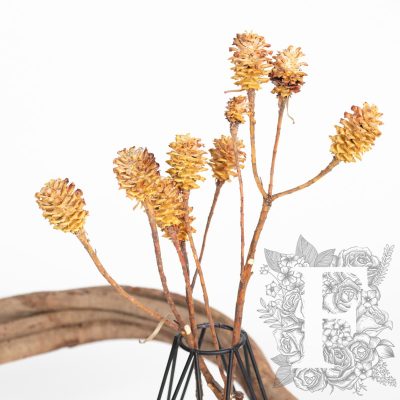 Saligum - Branch - 3 Stems