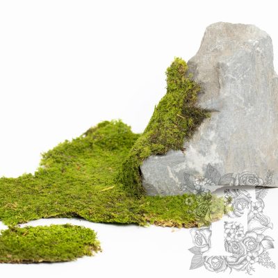 Canopy - Rock Moss - Window box