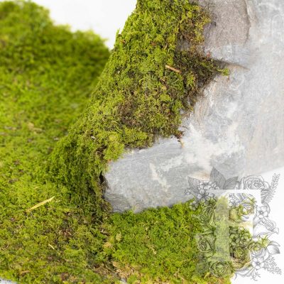Canopy - Rock Moss - Window box