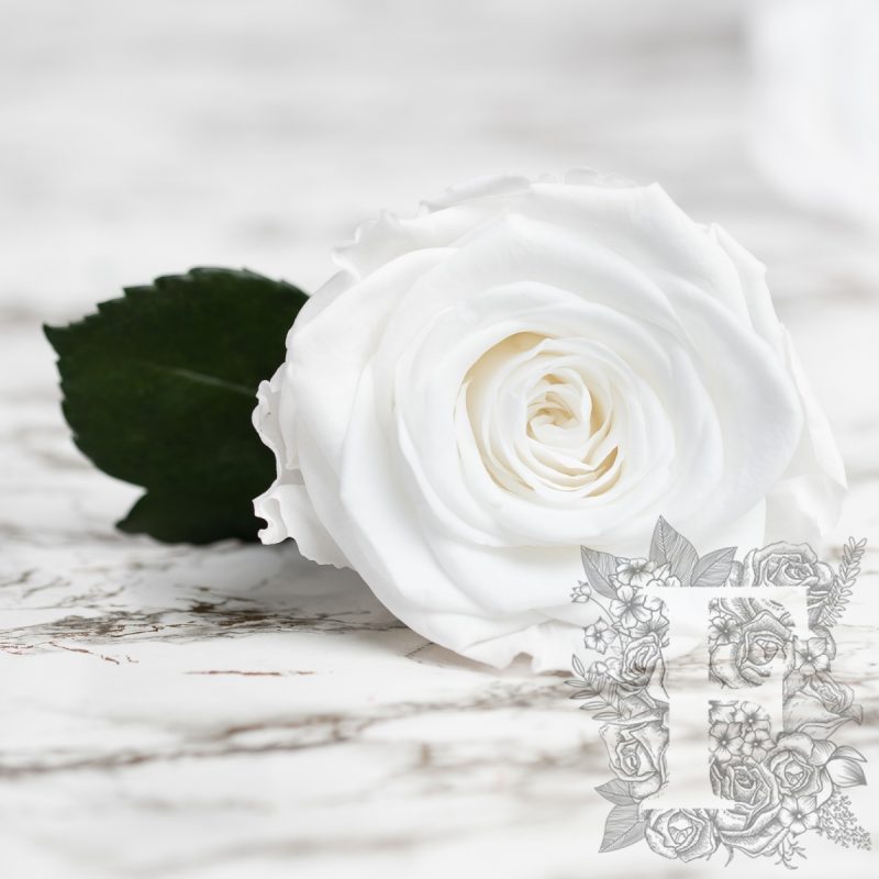 Princess white