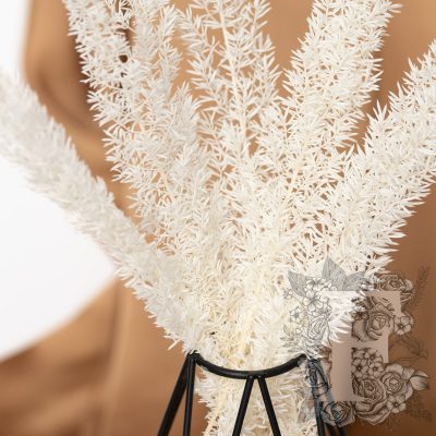 Preserved Asparagus Foxtail - 5 stems