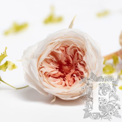 Garden Rose - Temari Mille-Feuille - 8 Heads