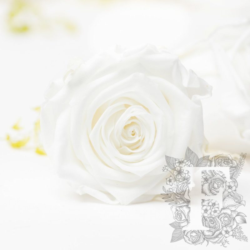 Pure white