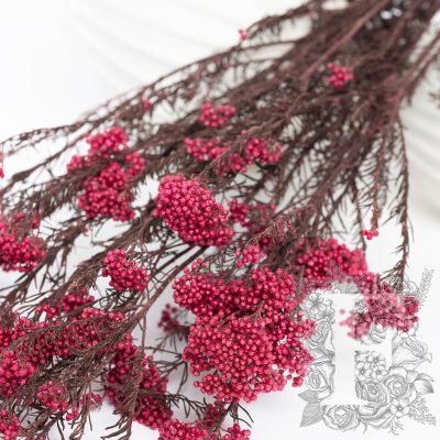 Rice Flower - Bunch