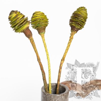 Plattysporum - 3 Stems