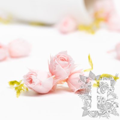Rose bud - Susie - 20 heads