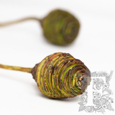 Plattysporum - 3 Stems
