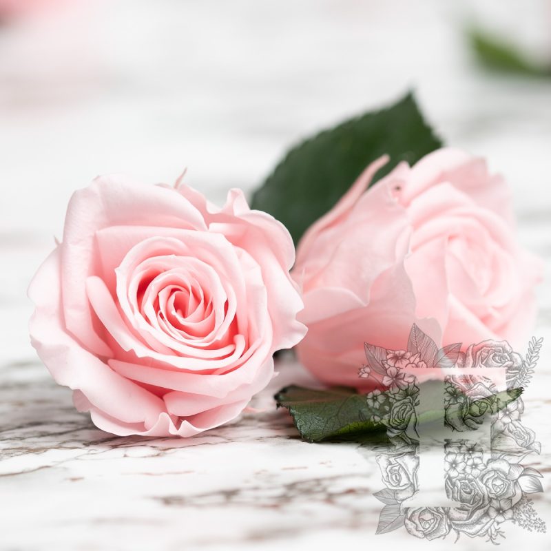 Baby pink