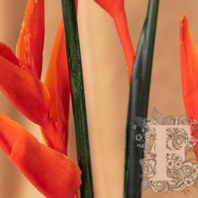 Stralitzia- Bird of Paradise -Stem