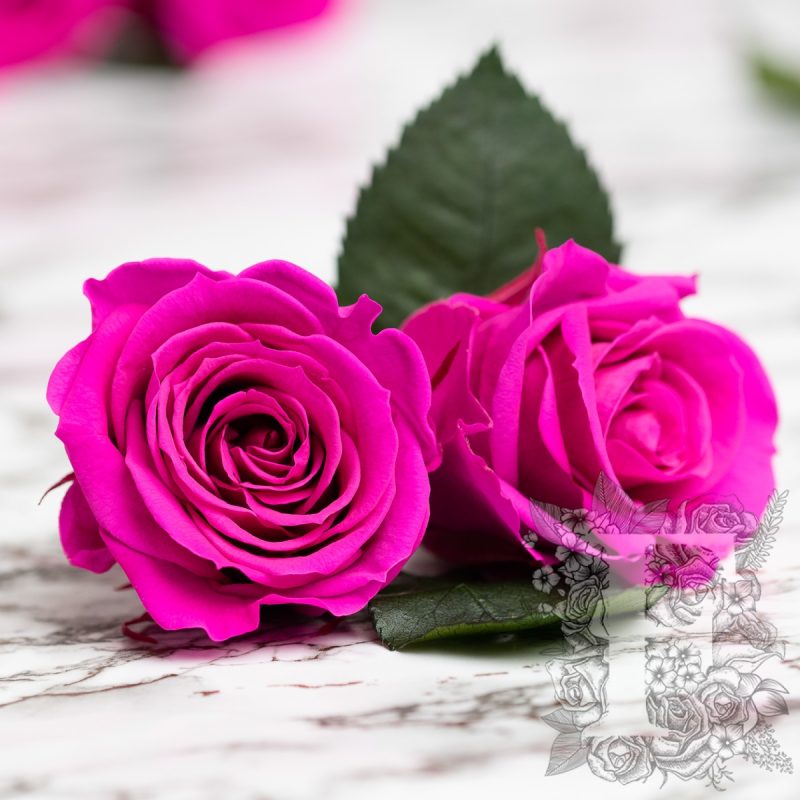 Hot pink