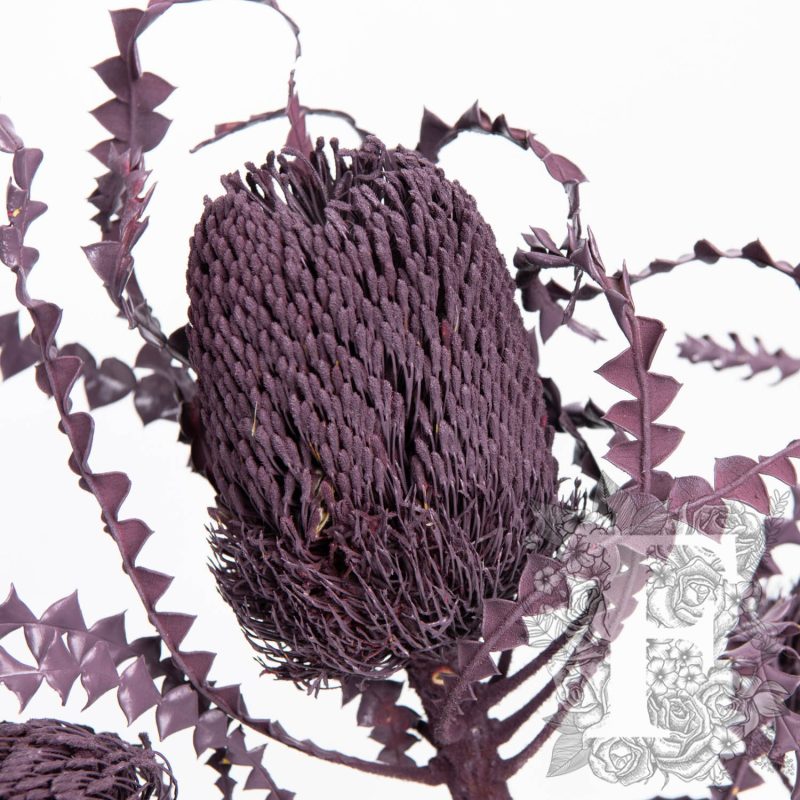Aubergine