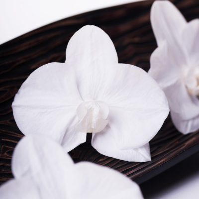 Phalaenopsis White Beauty - 3 Heads