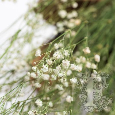 Gypsophila - Bunch