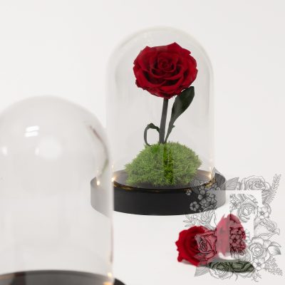 Bell jar - LED - Medium