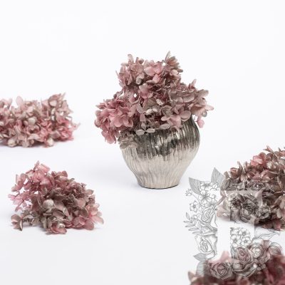 Peegee Hydrangea - Box