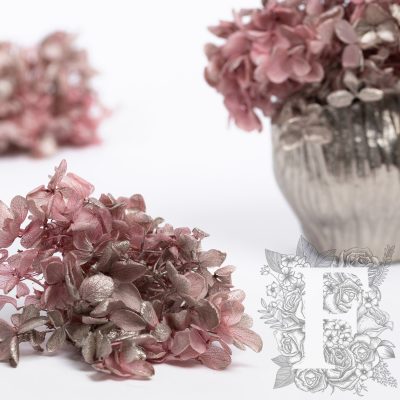 Peegee Hydrangea - Box
