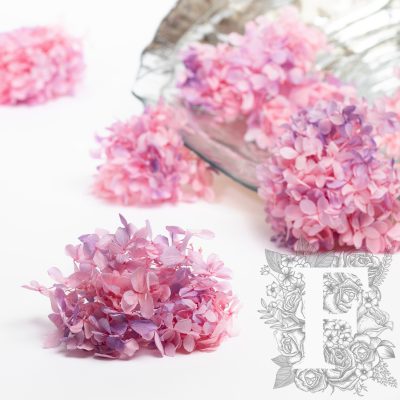 Peegee Hydrangea - Gradation - Box