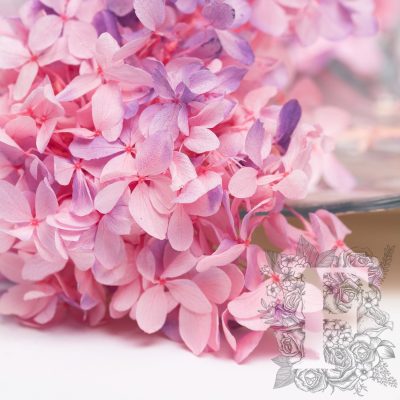 Peegee Hydrangea - Gradation - Box
