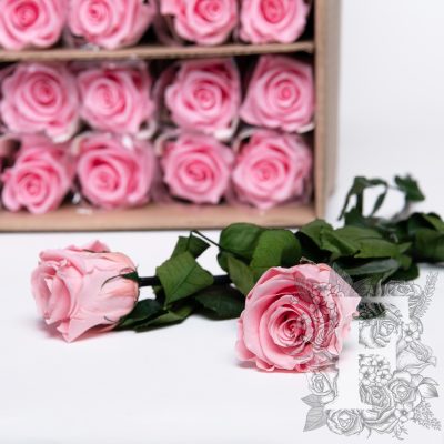 50cm Rose With Stem - 30 Stems Bulk