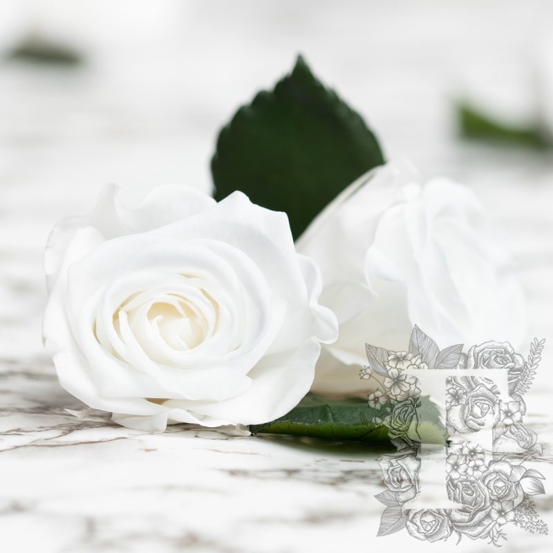 Princess white
