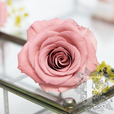 Full bloom rose - 6 Heads
