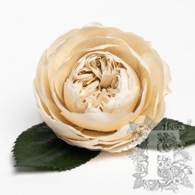 Garden Rose - Peony - Niki - XXL - 1 Head