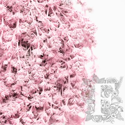 Dried flower - Wreath - Large