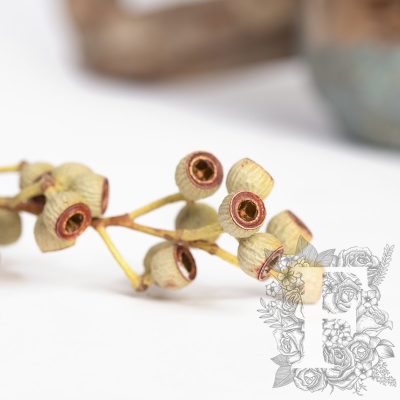 Ambernuts Branch - 3 Stems