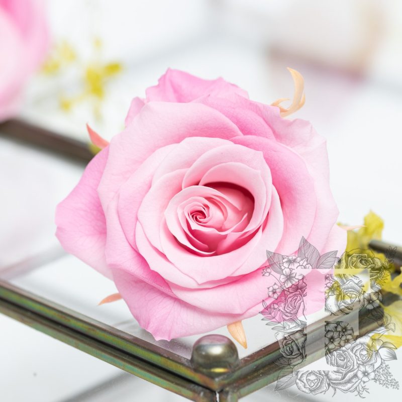 Bombina pink