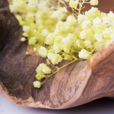 Gypsophillia Over Time - Box