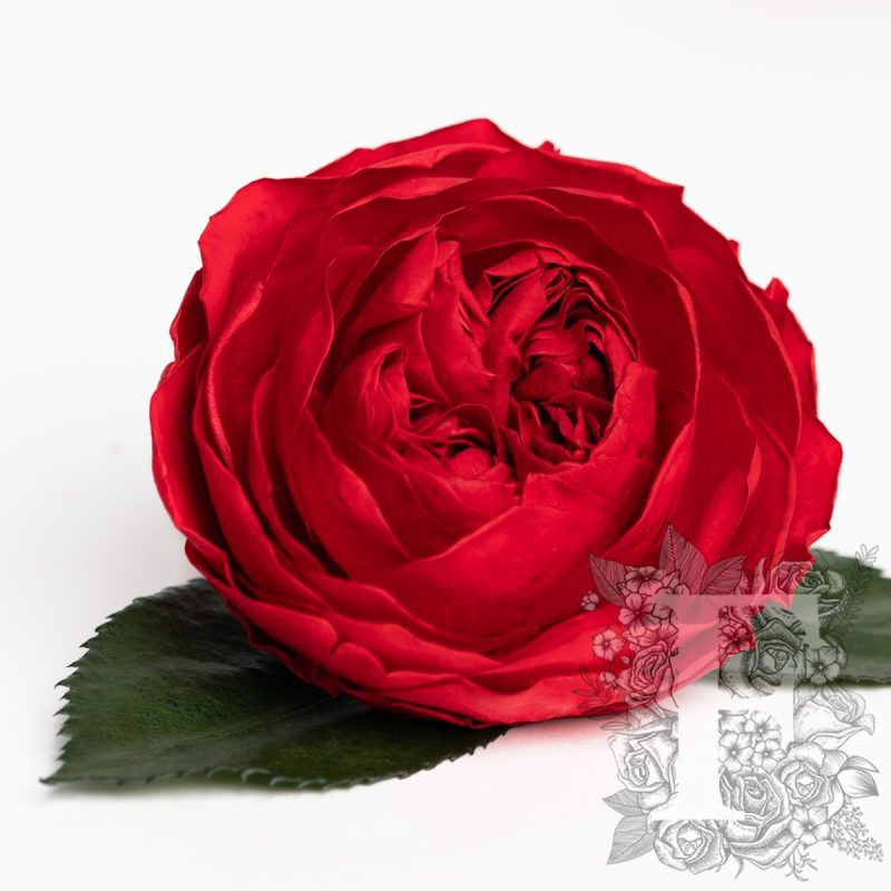 Red 02