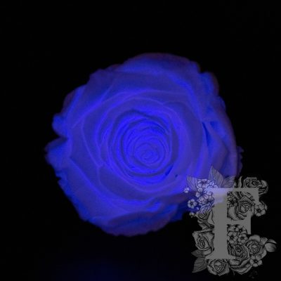 Sky Glow Collection Rose - XL - 6 Heads