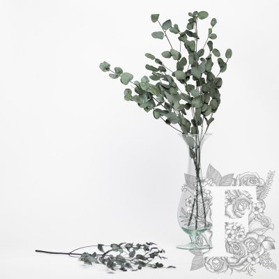 Eucalyptus - Gunny - Bunch