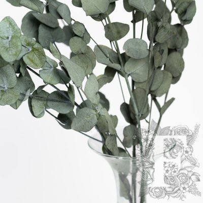 Eucalyptus - Gunny - Bunch