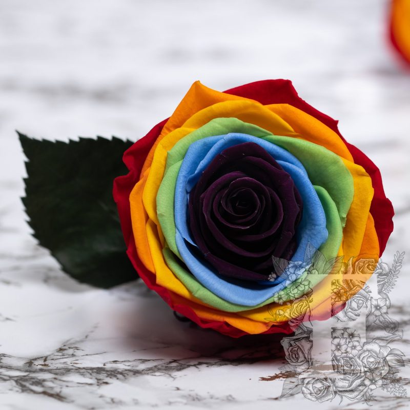 Rainbow pride