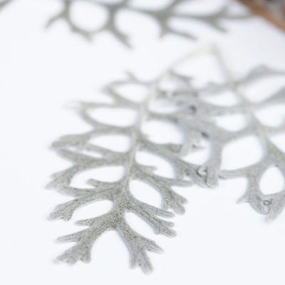 Cineraia Fern - Pack of 10