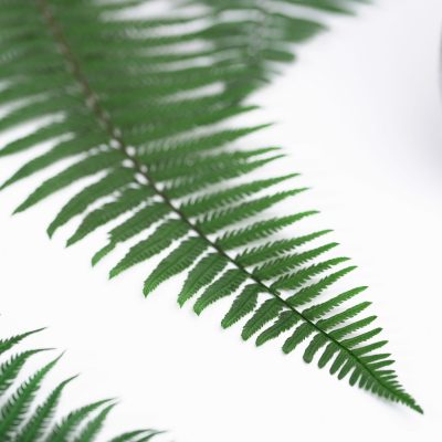 Parchemin Fern- 10 Stems