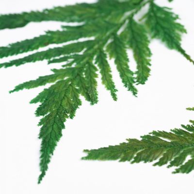 Plume Fern - 8 Stems