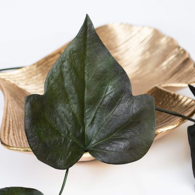 Large Ivy Leaf Green - 10 Stems