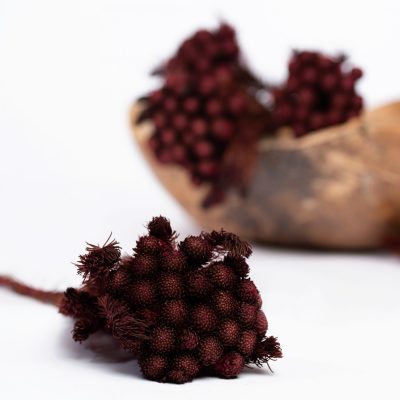 Brunia Albiflora - Bunch