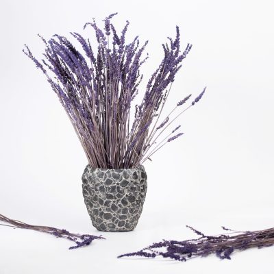 Lavander - Bunch - Purple
