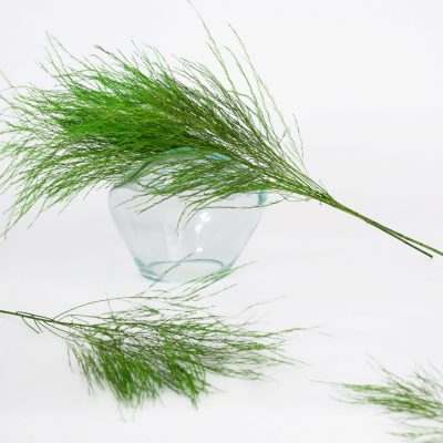 Asparagus Tiki Fern - Bunch