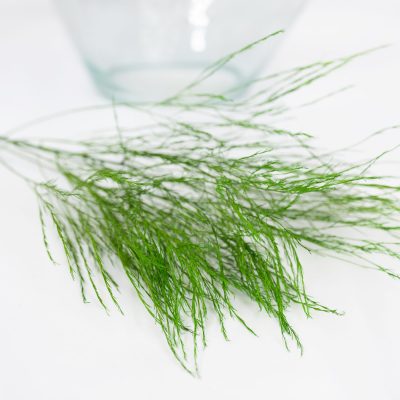 Asparagus Tiki Fern - Bunch